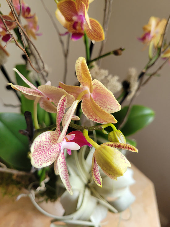 Abundance Orchid planter