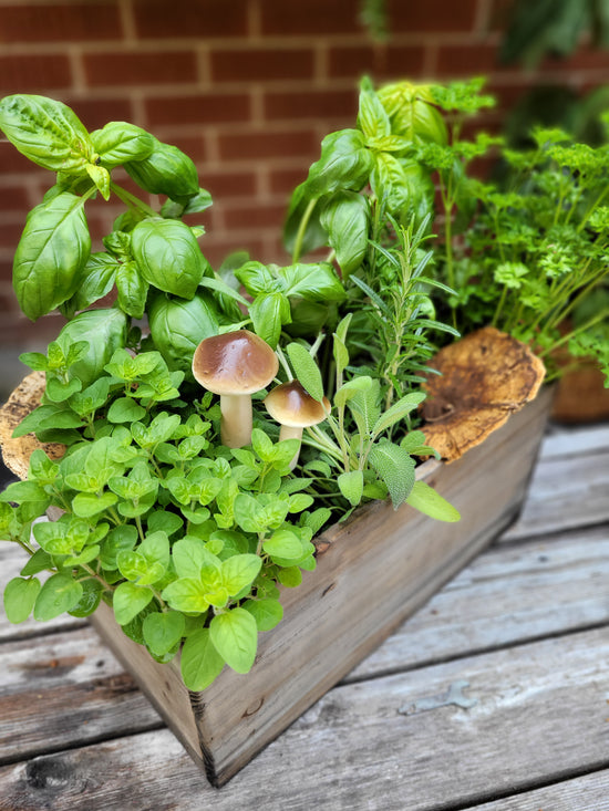 About Thyme Herb Planter