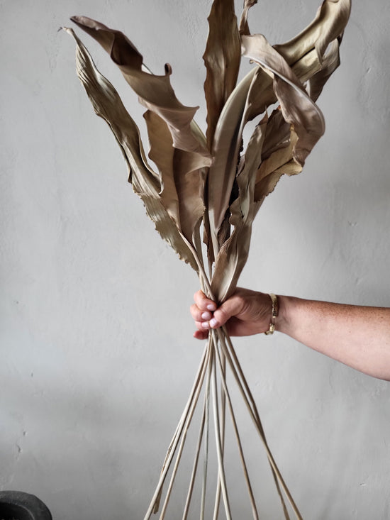 Dried Strellitzia leaves