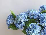 DIY blue hydrangea floral class GTA