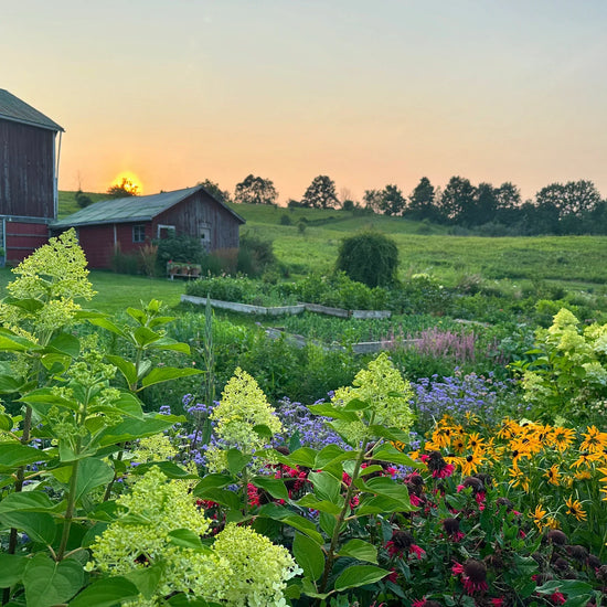 Grown, Not Flown: Why Local Flowers Matter More Than Ever in Floral Design