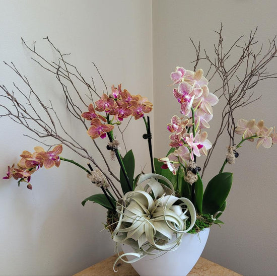 Abundance Orchid planter