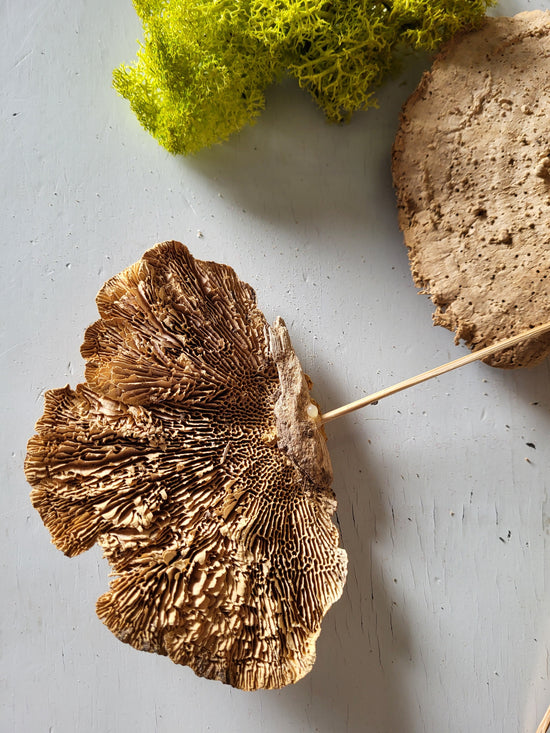 Fungi mushroom
