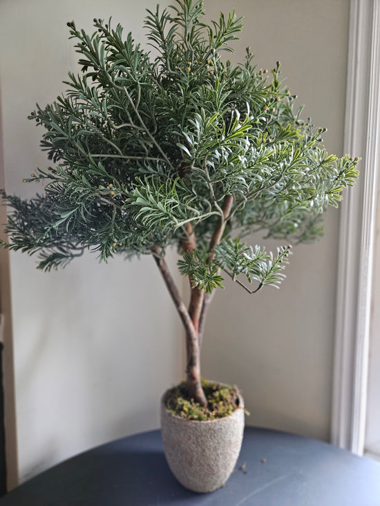Crossostephium tree