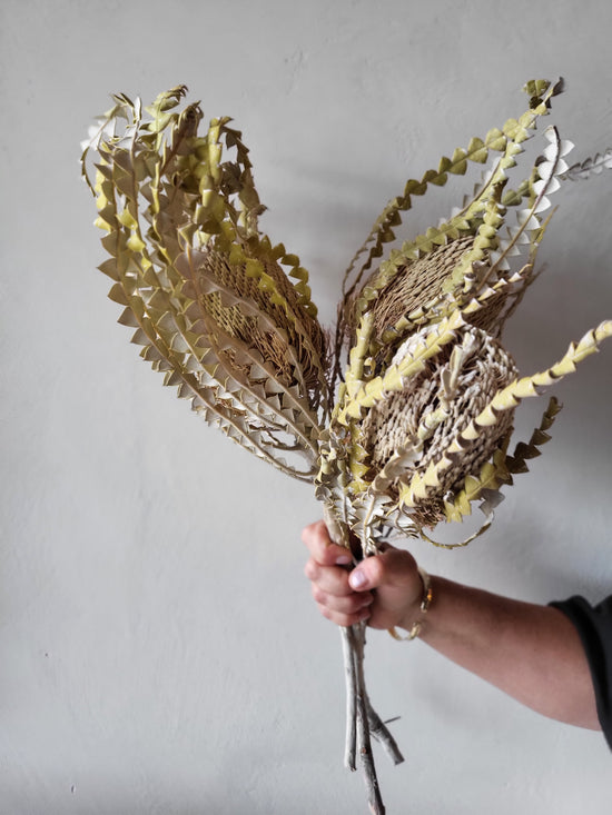 Dried Banksia