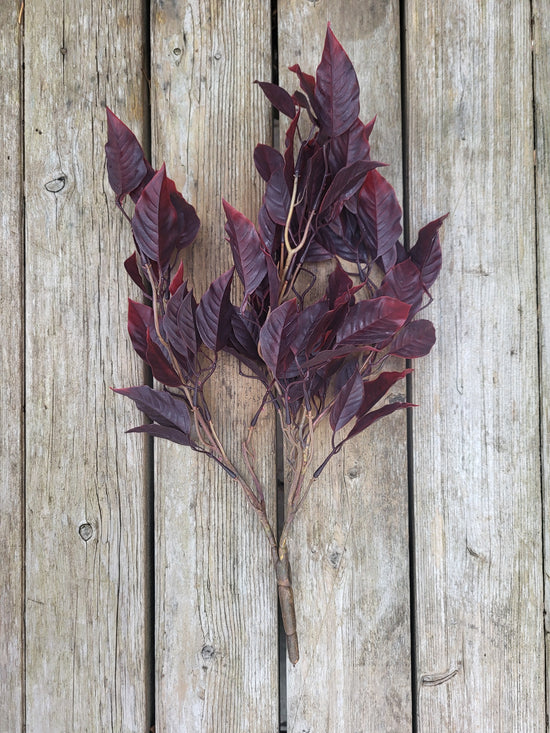 Faux burgundy fig bush