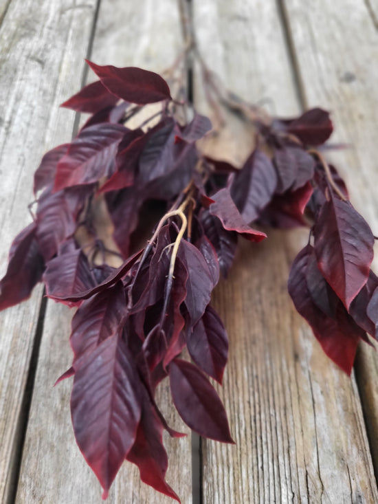 Faux burgundy fig bush