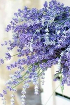 Lavender DIY Floral class virtual GTA