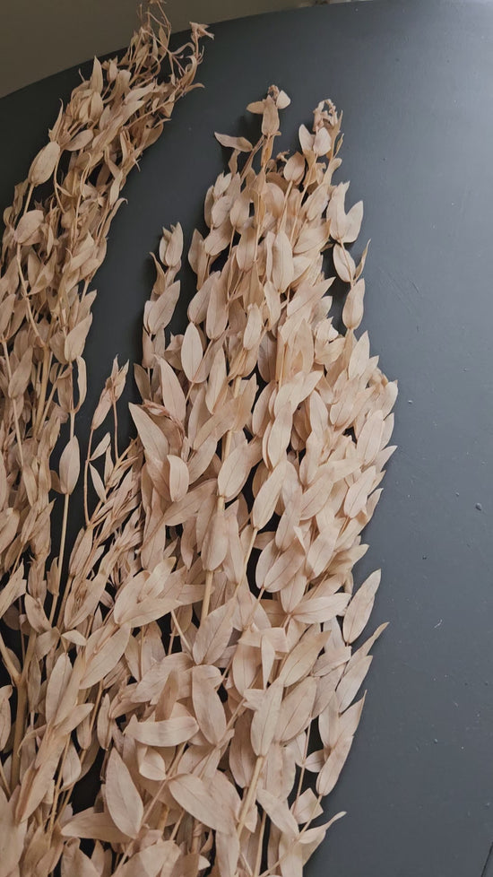Eucalyptus Parfivolia