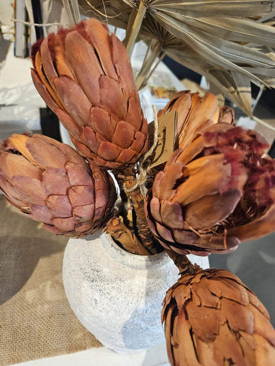 Protea lg